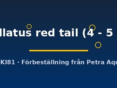ocellatus red tail (4 - 5 cm)