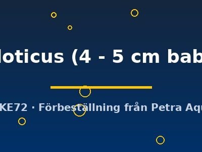 niloticus (4 - 5 cm baby)