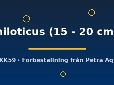 niloticus (15 - 20 cm)