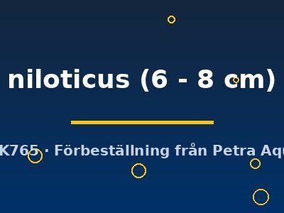 niloticus (6 - 8 cm)