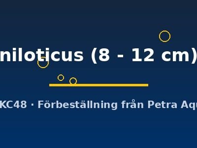 niloticus (8 - 12 cm)