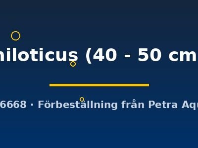 niloticus (40 - 50 cm)