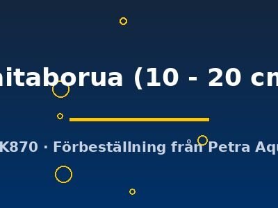raitaborua (10 - 20 cm)