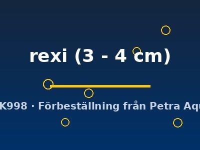 rexi (3 - 4 cm)
