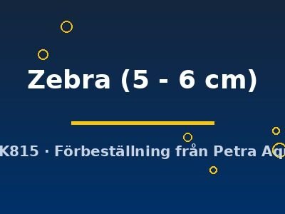 Zebra (5 - 6 cm)