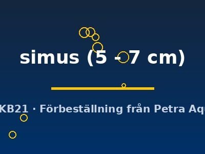 simus (5 - 7 cm)