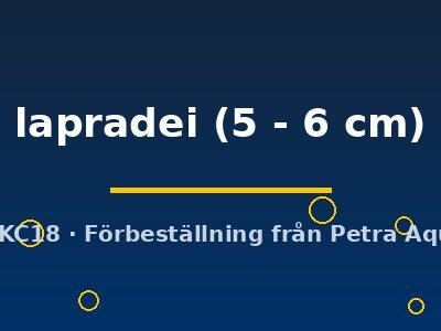 lapradei (5 - 6 cm)