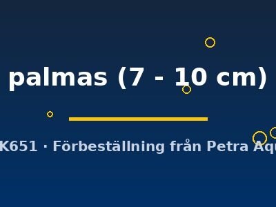 palmas (7 - 10 cm)