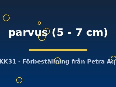 parvus (5 - 7 cm)