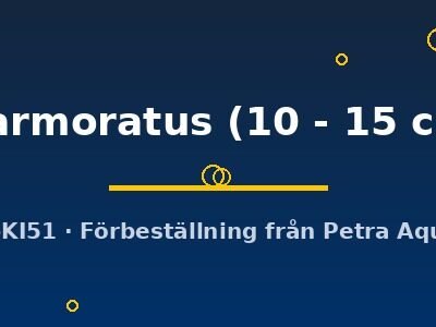 marmoratus (10 - 15 cm)