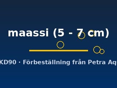 maassi (5 - 7 cm)