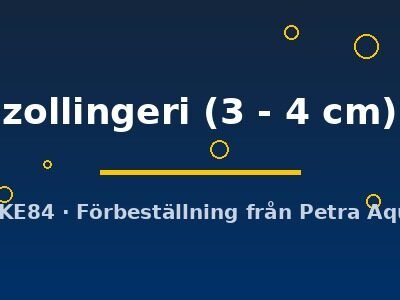 zollingeri (3 - 4 cm)