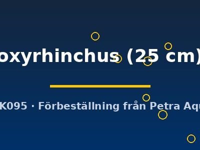 oxyrhinchus (25 cm)