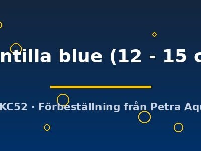 Potamotrygon Mantilla blue 12–15 cm