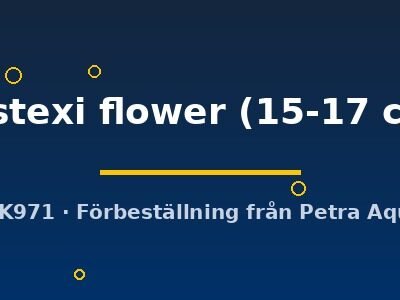 castexi flower (15-17 cm)