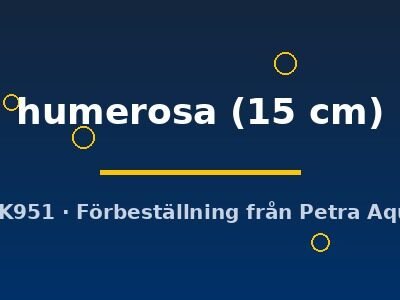 humerosa (15 cm)