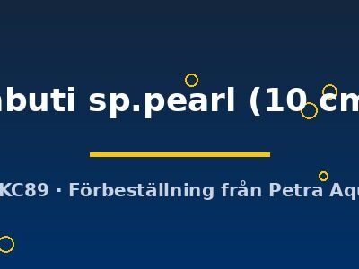 jabuti sp.pearl (10 cm)