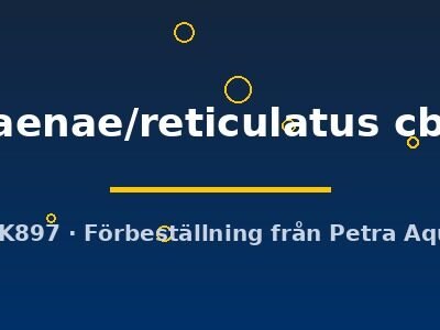 magdalaenae/reticulatus cb. (8 cm)