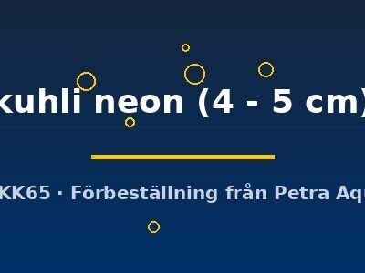 kuhli neon (4 - 5 cm)