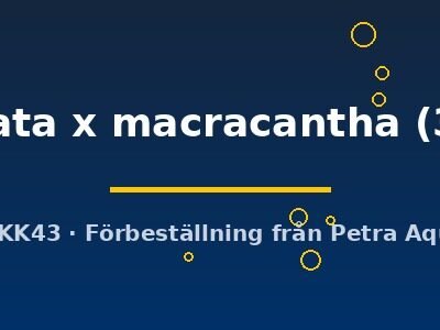loahachata x macracantha (3 - 4 cm)