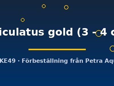 reticulatus gold (3 - 4 cm)