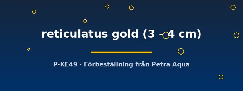petra-ph2-178547 Crossocheilus reticulatus gold 3–4 cm