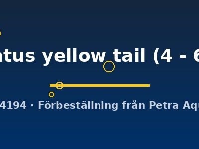 frenatus yellow tail (4 - 6 cm)
