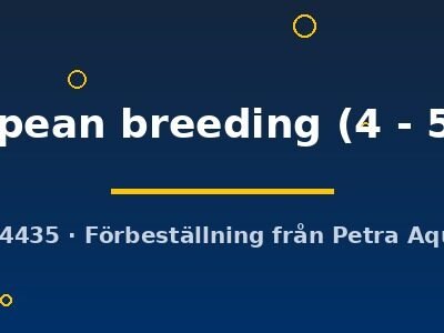 Labeo frenatus European breeding 4–5 cm
