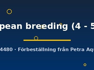 Labeo frenatus x cross. retic. European breeding 4–5 cm