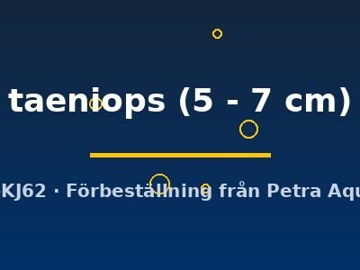 taeniops (5 - 7 cm)