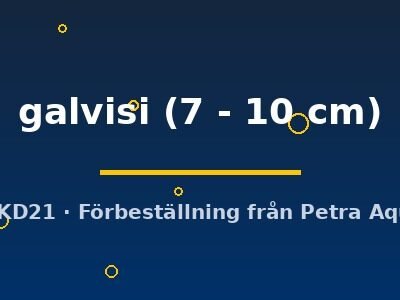 galvisi (7 - 10 cm)