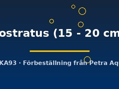 rostratus (15 - 20 cm)