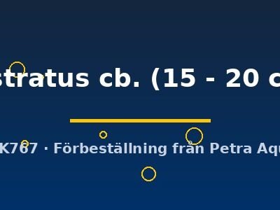rostratus cb. (15 - 20 cm)