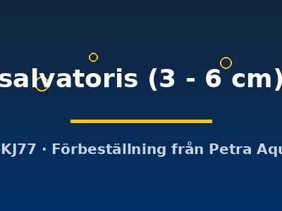 salvatoris (3 - 6 cm)