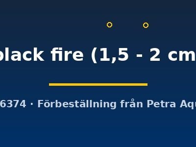 Poecilia endler black fire 1,5–2 cm