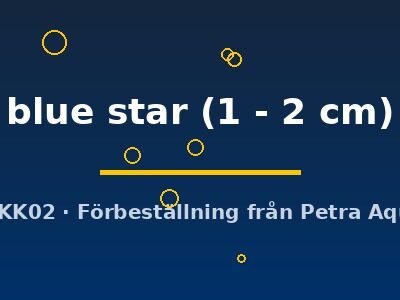 Poecilia endler blue star 1–2 cm