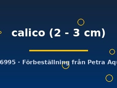 calico (2 - 3 cm)