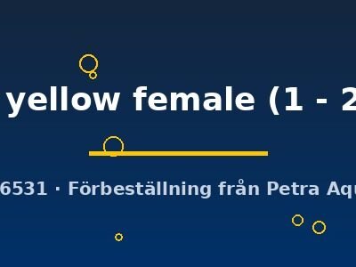 gold yellow female (1 - 2 cm)