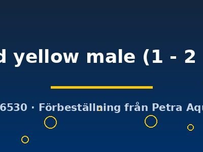 gold yellow male (1 - 2 cm)