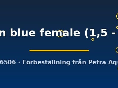 golden blue female (1,5 - 2 cm)