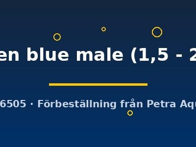 golden blue male (1,5 - 2 cm)