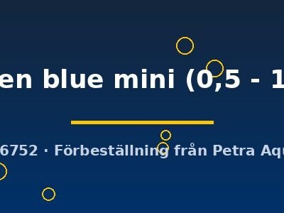 golden blue mini (0,5 - 1 cm)