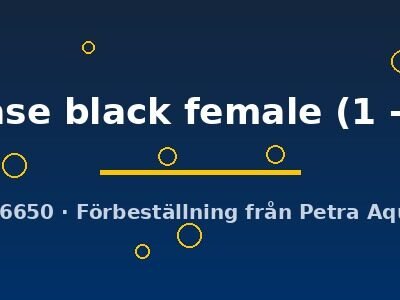 japanase black female (1 - 2 cm)