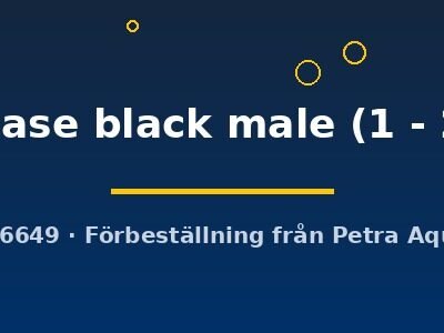japanase black male (1 - 2 cm)