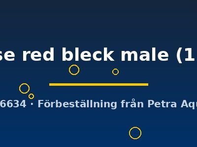 japanese red bleck male (1 - 2 cm)