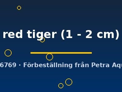 Poecilia endler red tiger 1–2 cm