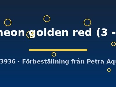 Poecilia ret. male neon golden red 3–4 cm
