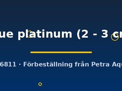 Poecilia ret. (in pair) blue platinum 2–3 cm