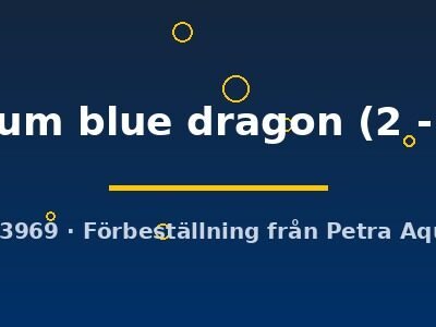Poecilia ret. (in pair) platinum blue dragon 2–3 cm