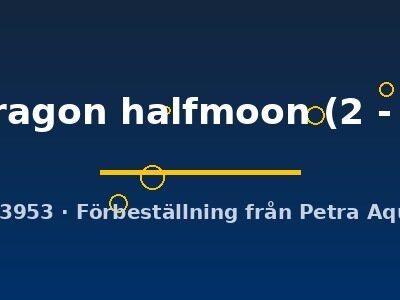 red dragon halfmoon (2 - 3 cm)
